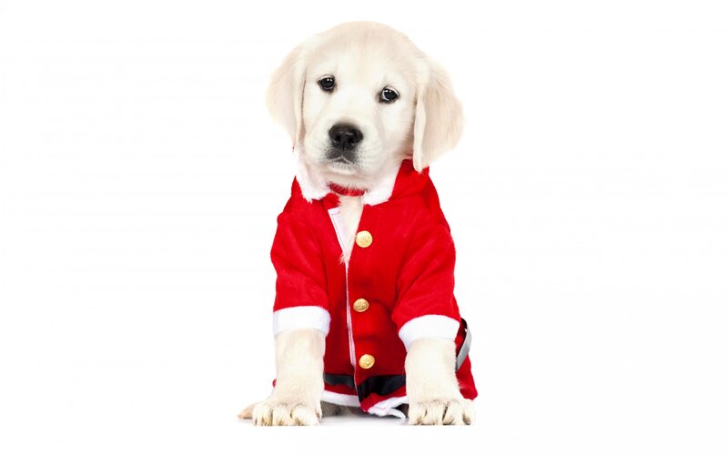 Golden Retriever Puppy — Red, Innocent