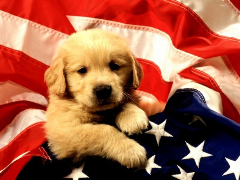 Golden Retriever Puppy — Red, Patriotic, Photograph