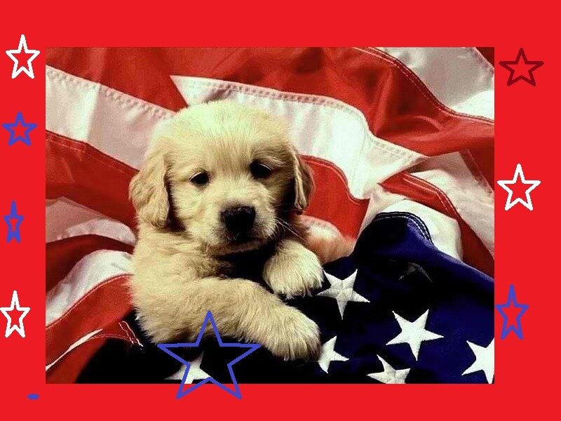 Golden Retriever Puppy — Red, Patriotic