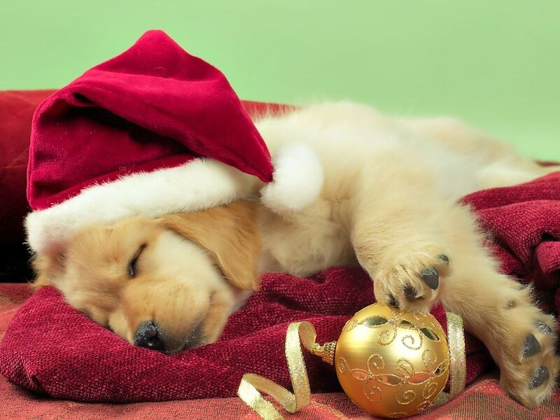 Golden Retriever Puppy — Red, Peaceful