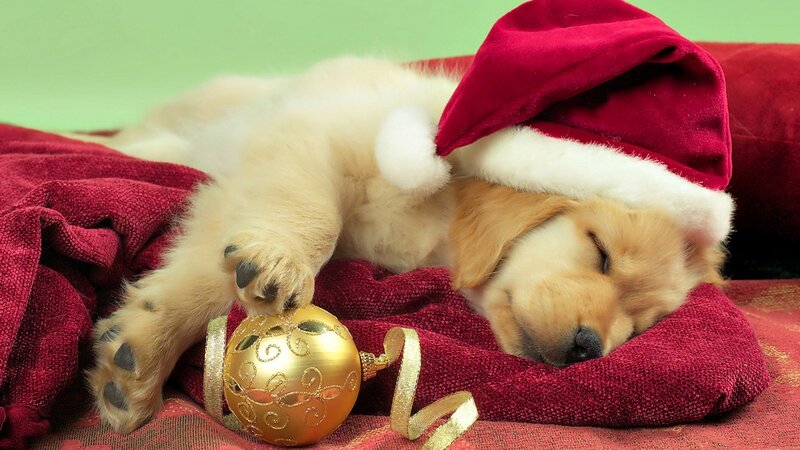 Golden Retriever Puppy — Red, Peaceful, Winter, Photograph