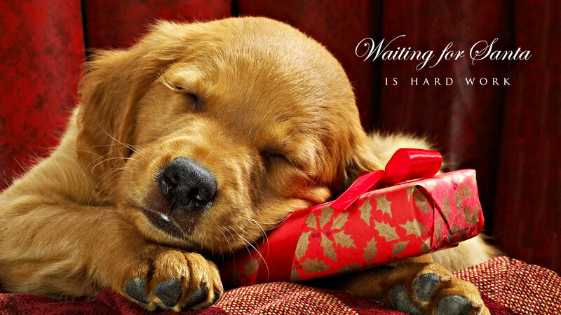 Golden Retriever Puppy — Red, Peaceful, Winter