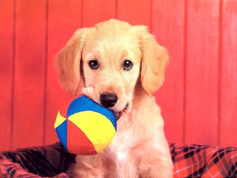 Golden Retriever Puppy — Red, Playful