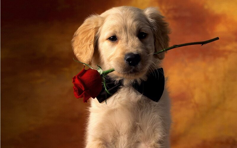 Golden Retriever Puppy — Red, Romantic, Photograph, Rose, Bow Tie, Stem, Yellow, Black