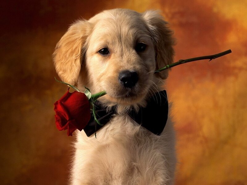 Golden Retriever Puppy — Red, Romantic, Photograph, Rose, Bow Tie