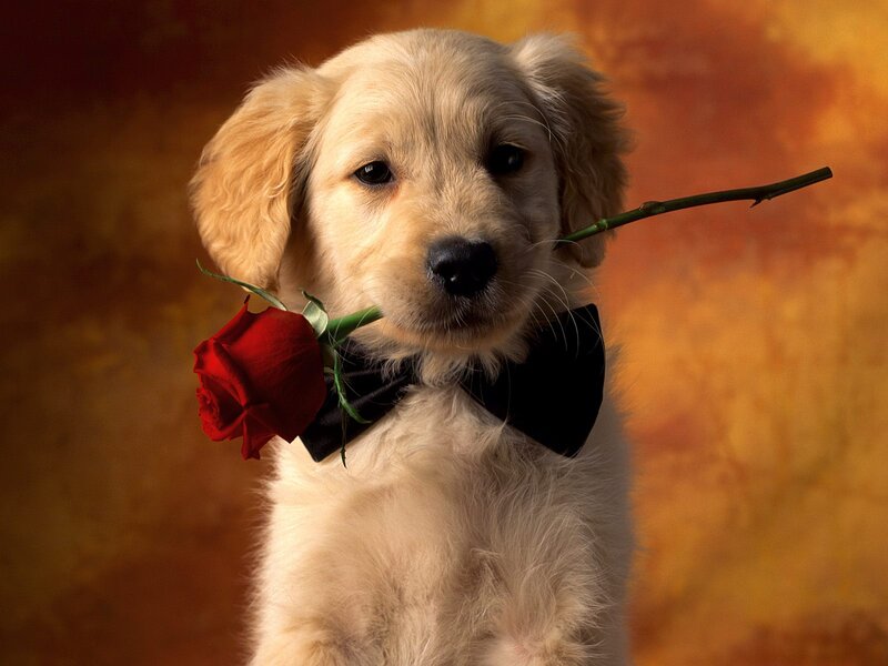 Golden Retriever Puppy — Red, Romantic, Photograph, Rose