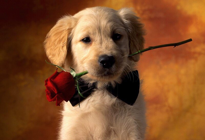 Golden Retriever Puppy — Red, Romantic