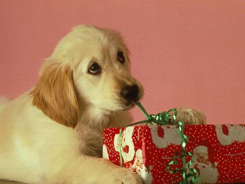 Golden Retriever Puppy — Red