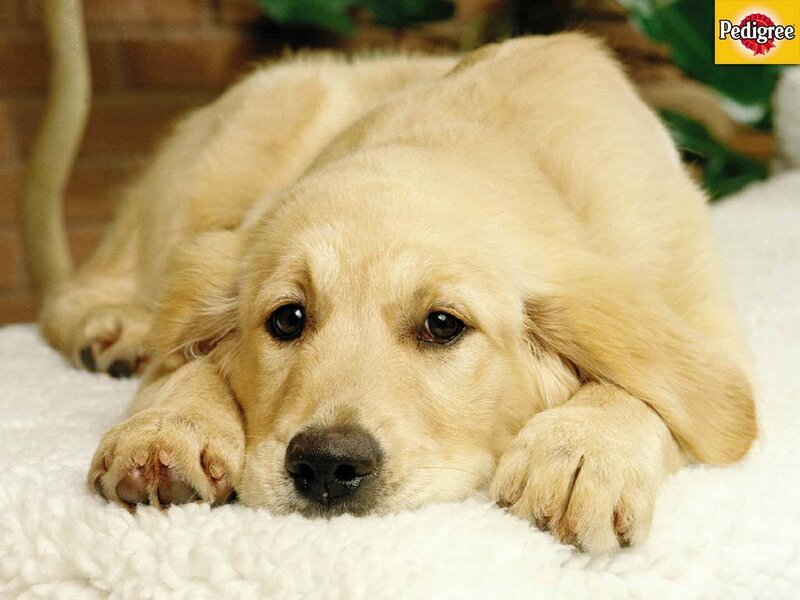 Golden Retriever puppy resting