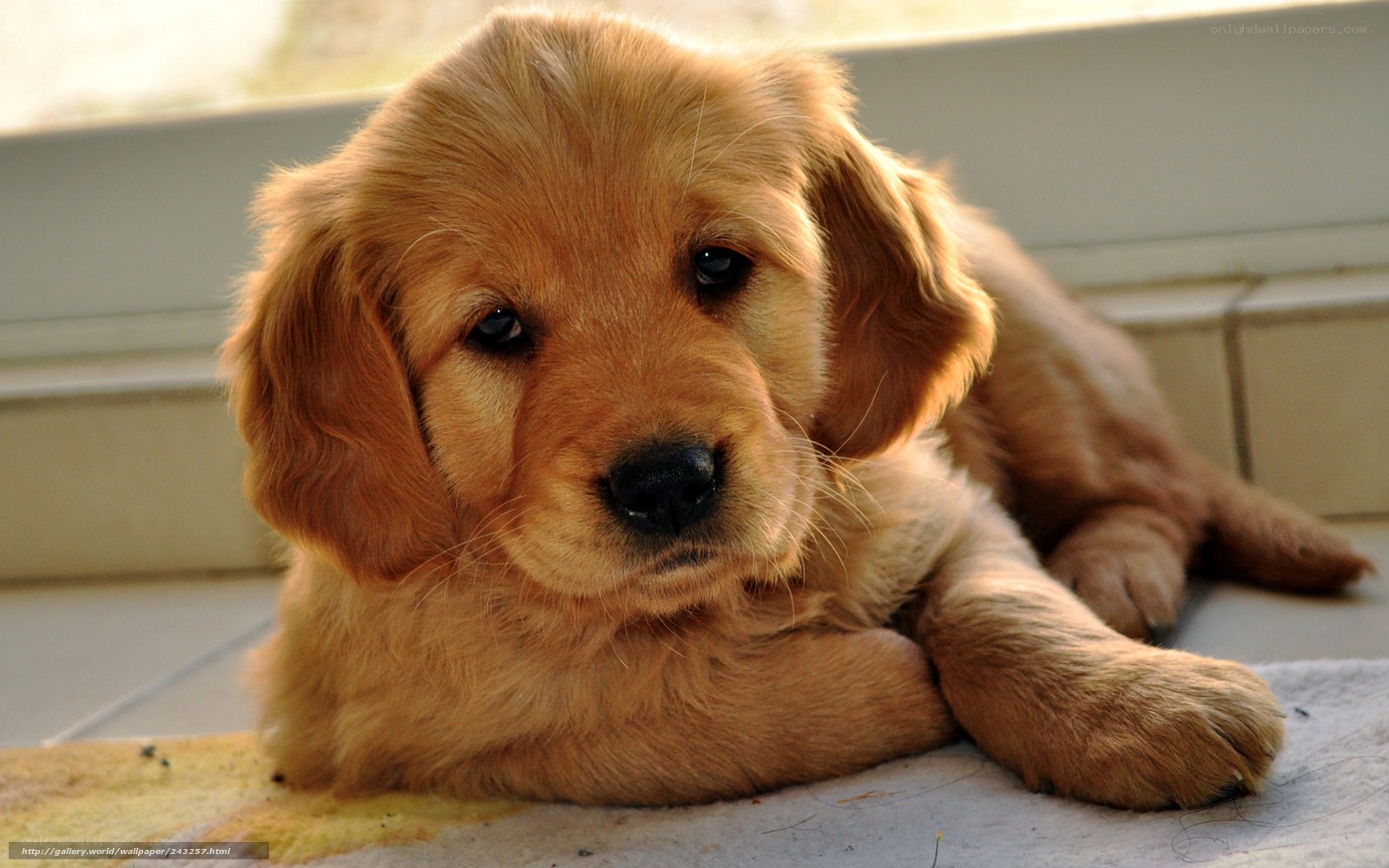 Golden Retriever puppy resting