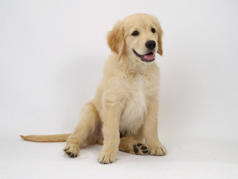Golden Retriever puppy sitting