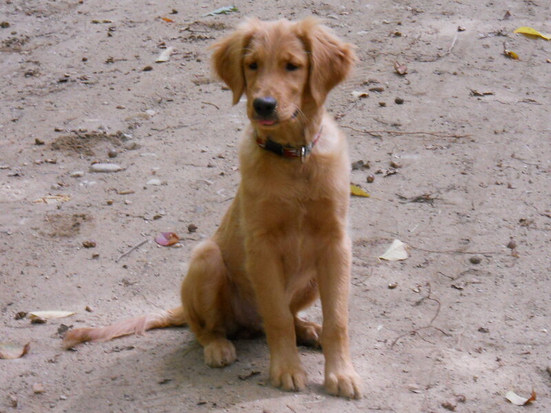 Golden retriever puppy sitting
