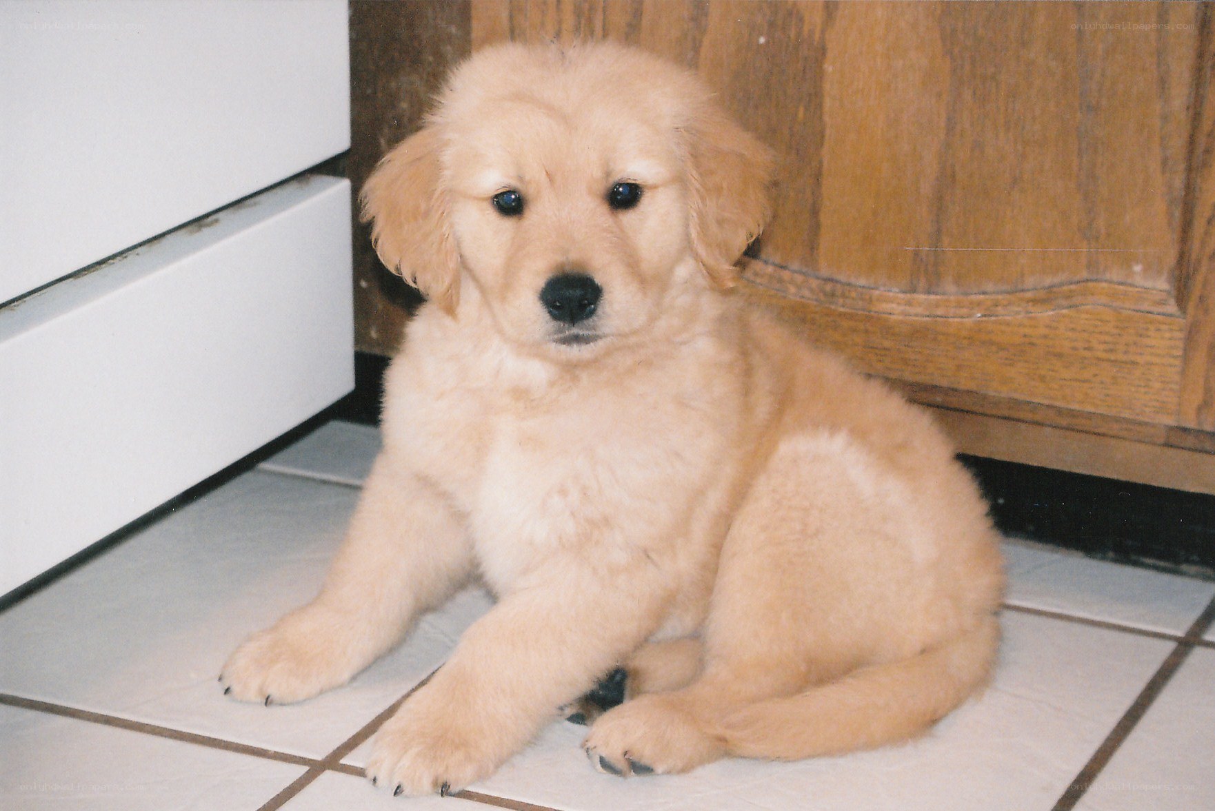 golden retriever puppy sitting