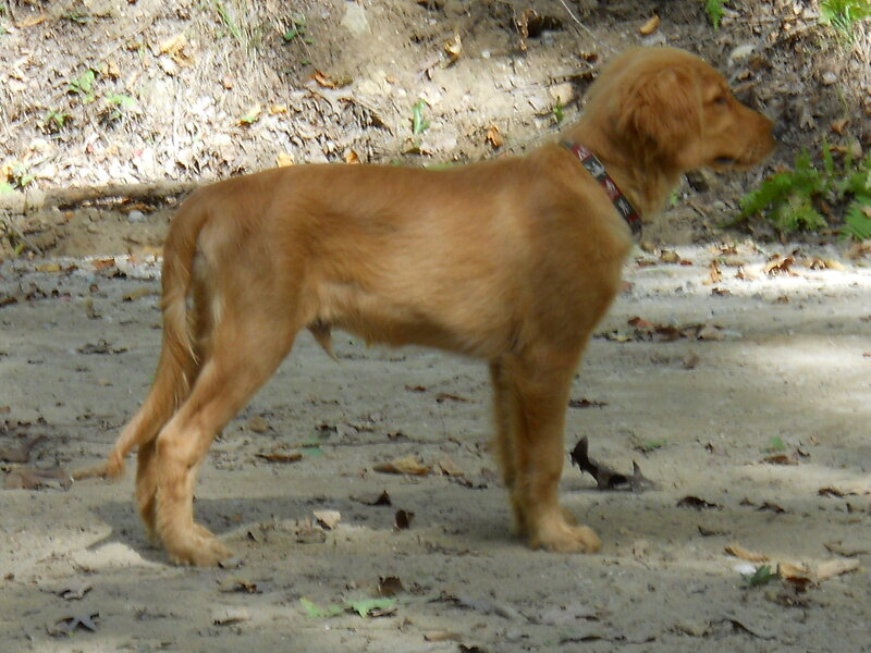 Golden retriever puppy standing