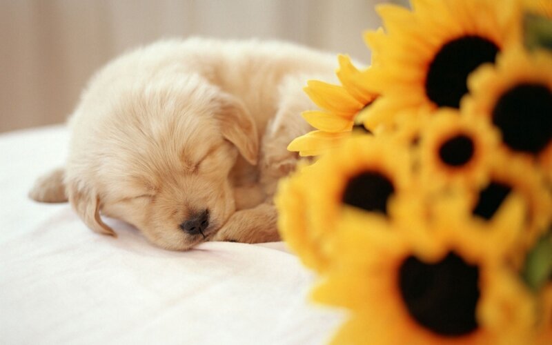 Golden Retriever Puppy — Sunflowers