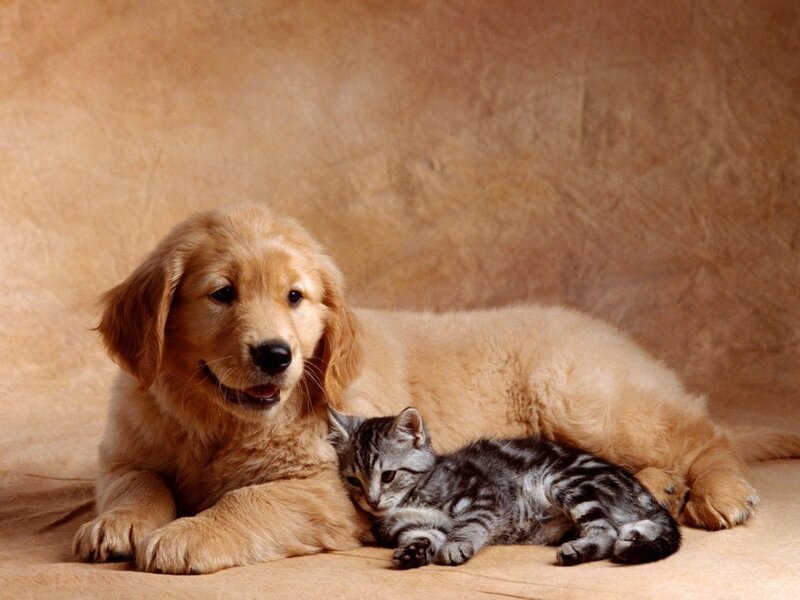 Golden Retriever Puppy — Tan