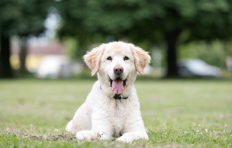 Golden Retriever Puppy — White, Calm, Afternoon, Photograph, Grass