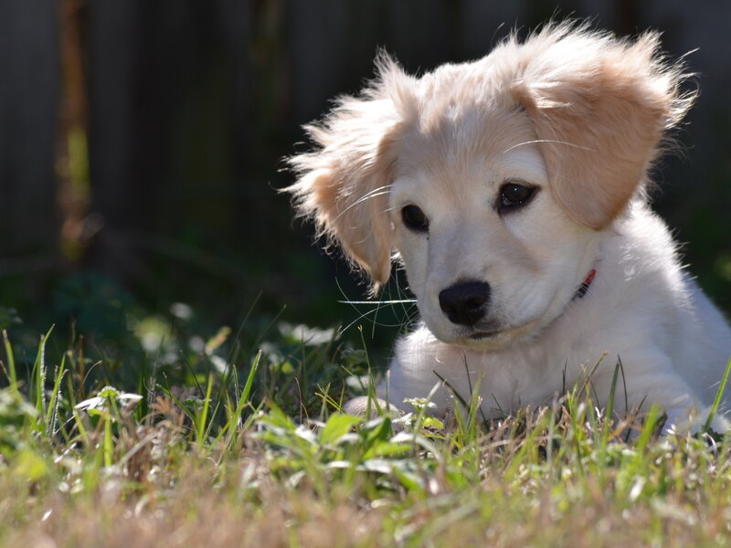 Golden Retriever Puppy — White, Calm, Afternoon