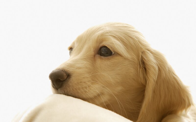 Golden Retriever Puppy — White, Calm, Photograph, Blank Background