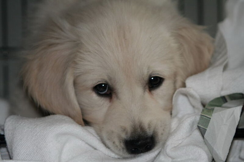 Golden Retriever Puppy — White, Calm, Photograph, Blanket, Cage