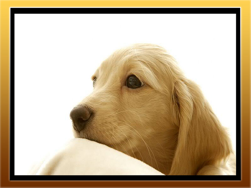 Golden Retriever Puppy — White, Calm, Photograph, Blanket