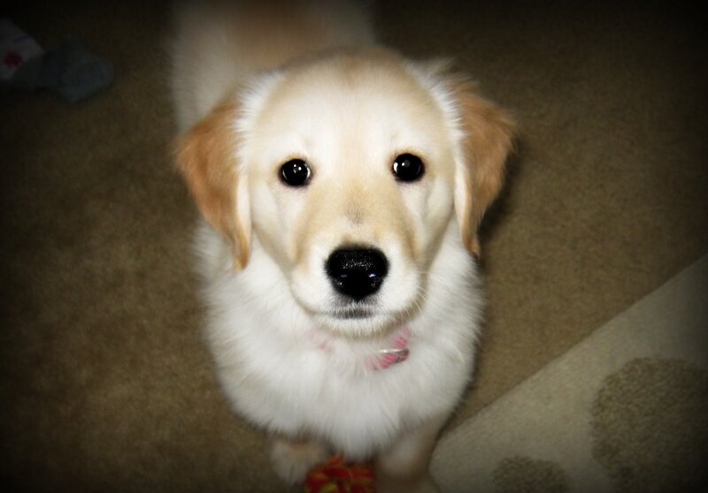 Golden Retriever Puppy — White, Calm, Photograph, Carpet