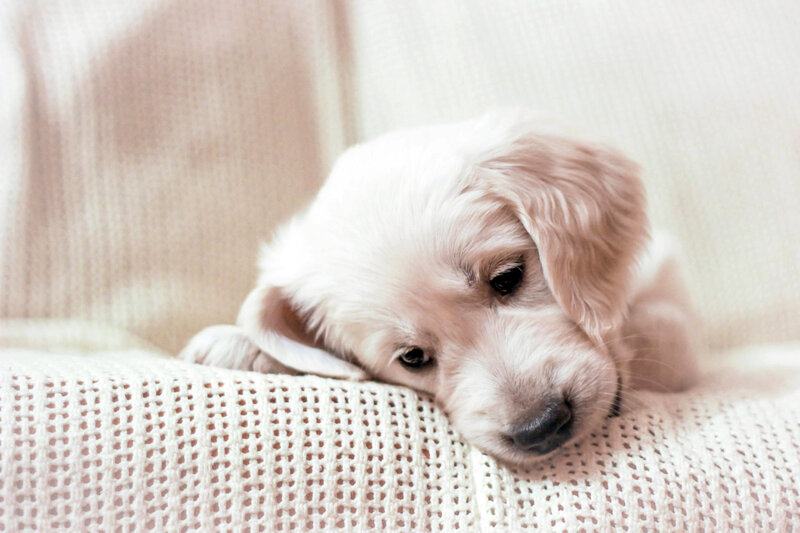 Golden Retriever Puppy — White, Calm, Photograph, Couch, Blanket