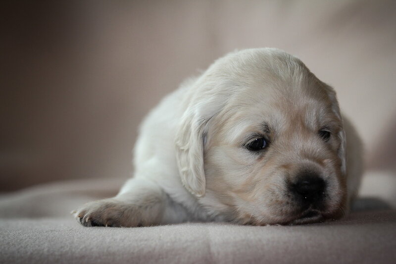 Golden Retriever Puppy — White, Calm, Photograph, Fabric