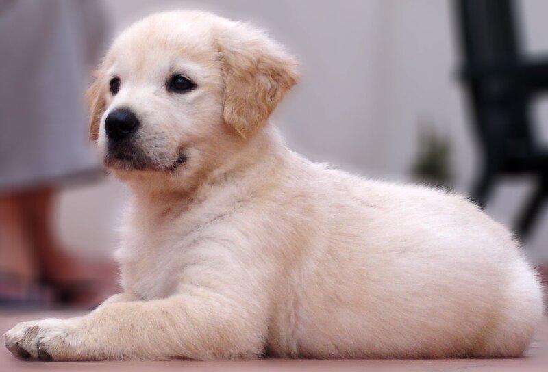 Golden Retriever Puppy — White, Calm, Photograph, Floor