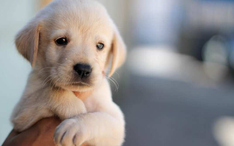 Golden Retriever Puppy — White, Calm, Photograph, Hand