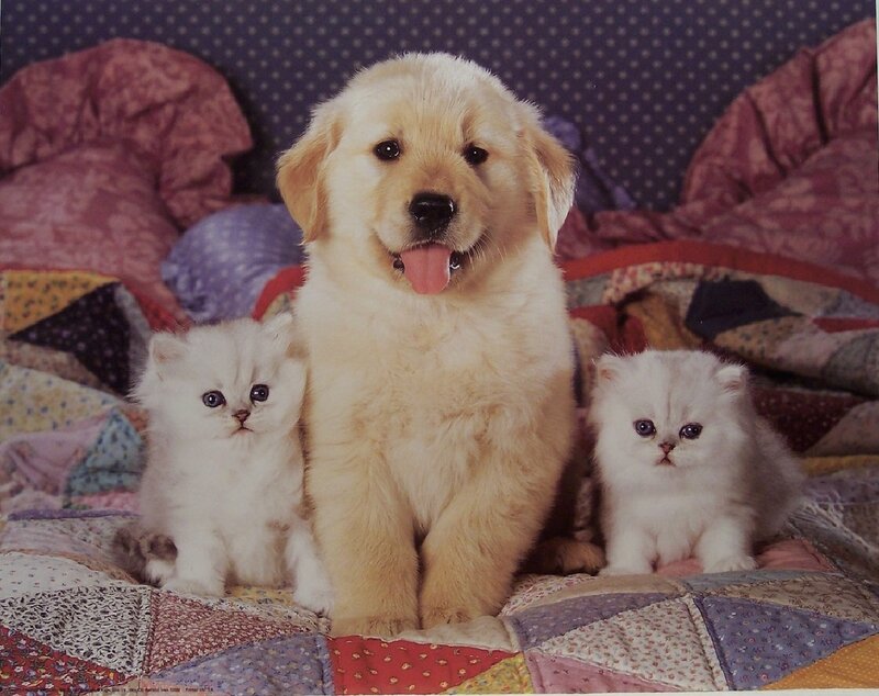 Golden Retriever Puppy — White, Calm, Photograph, Kittens