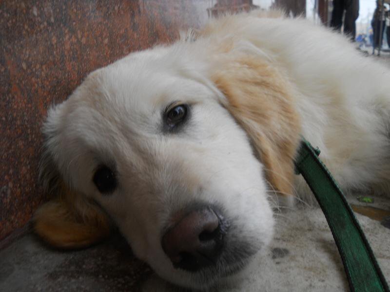 Golden Retriever Puppy — White, Calm, Photograph, Leash