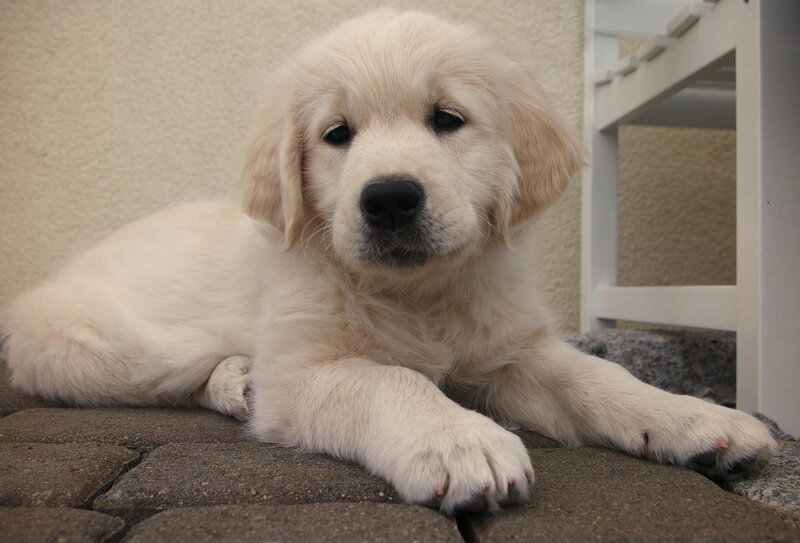Golden Retriever Puppy — White, Calm, Photograph, Pavement