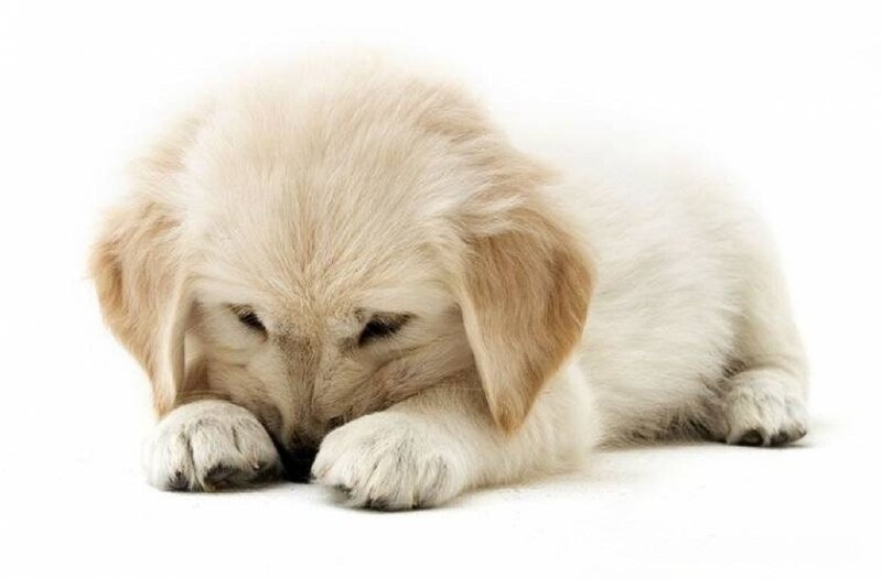 Golden Retriever Puppy — White, Calm, Photograph, Paws