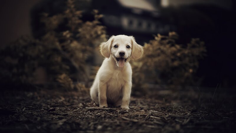 Golden Retriever Puppy — White, Calm, Photograph, Plants