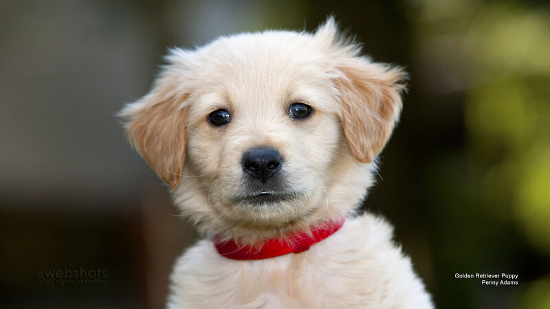 Golden Retriever Puppy — White, Calm, Photograph, Red Collar