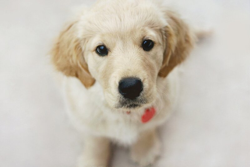 Golden Retriever Puppy — White, Calm, Photograph, Red Tag