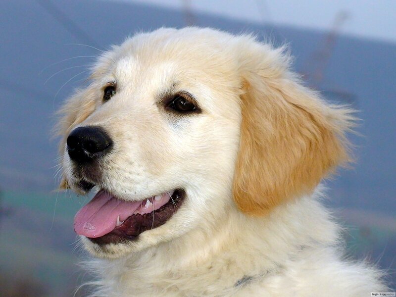 Golden Retriever Puppy — White, Calm, Photograph, Tongue, Ears