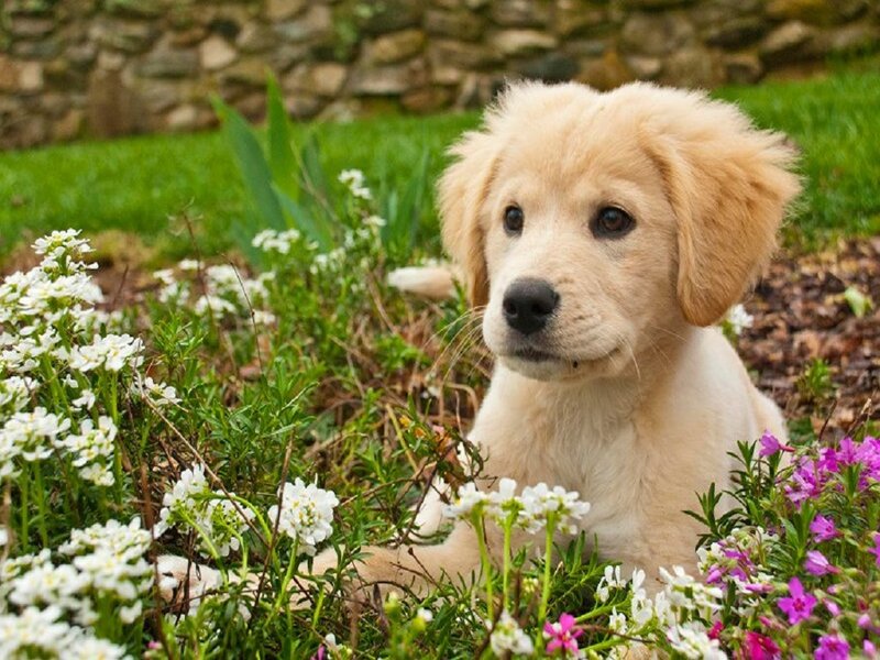 Golden Retriever Puppy — White, Calm, Spring