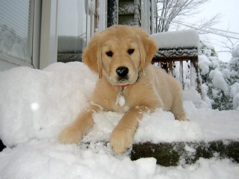 Golden Retriever Puppy — White, Calm