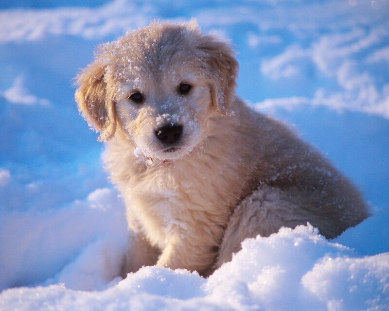 Golden Retriever Puppy — White, Calm, Winter, Photograph, Snow, Blue