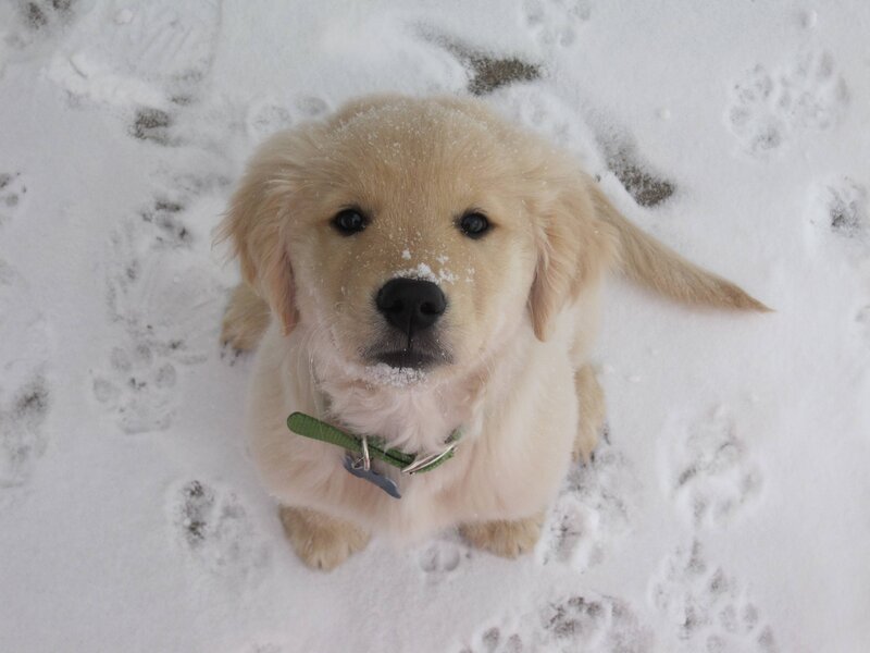 Golden Retriever Puppy — White, Calm, Winter, Photograph
