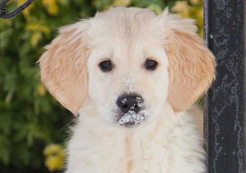 Golden Retriever Puppy — White, Calm, Winter