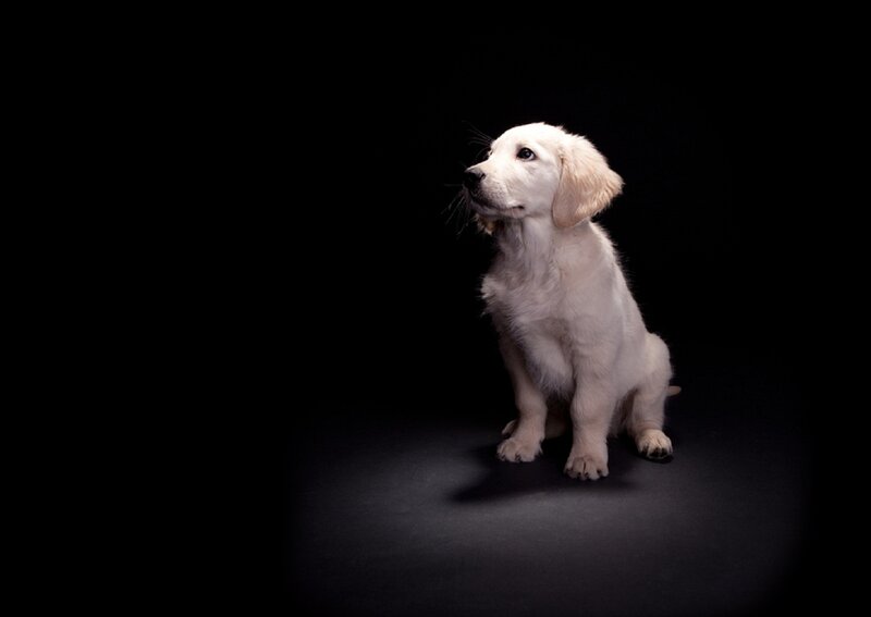 Golden Retriever Puppy — White, Dramatic