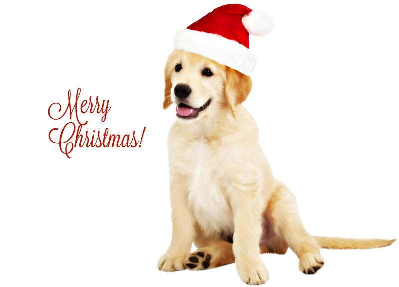 Golden Retriever Puppy — White, Festive