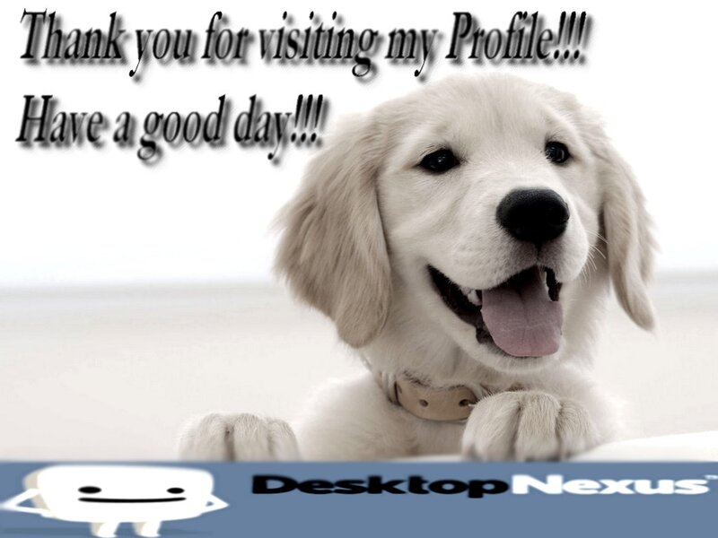Golden Retriever Puppy — White, Friendly