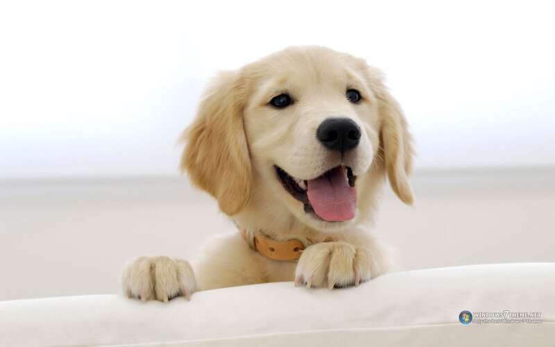 Golden Retriever Puppy — White, Happy, Photograph, Collar