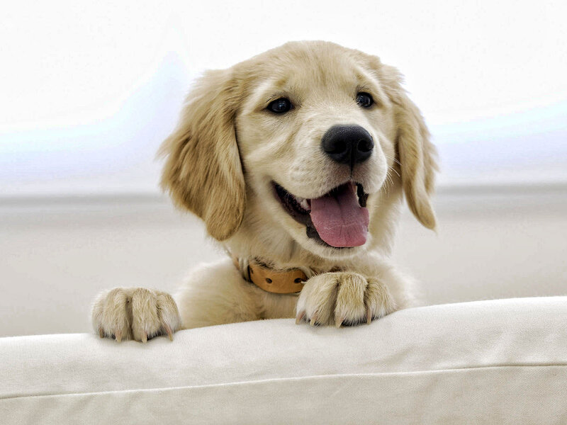 Golden Retriever Puppy — White, Happy, Photograph