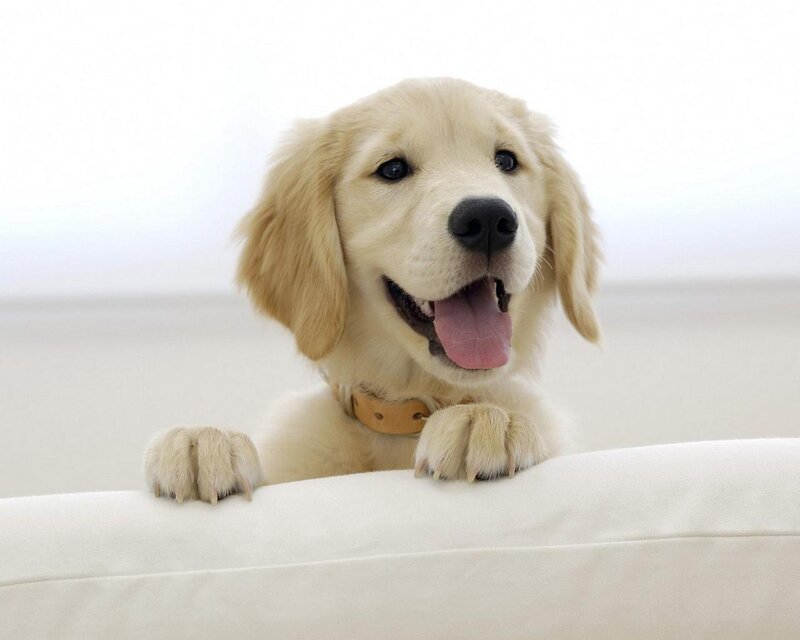 Golden Retriever Puppy — White, Happy
