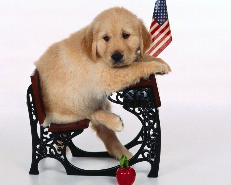 Golden Retriever Puppy — White, Neutral, Photograph, Flag